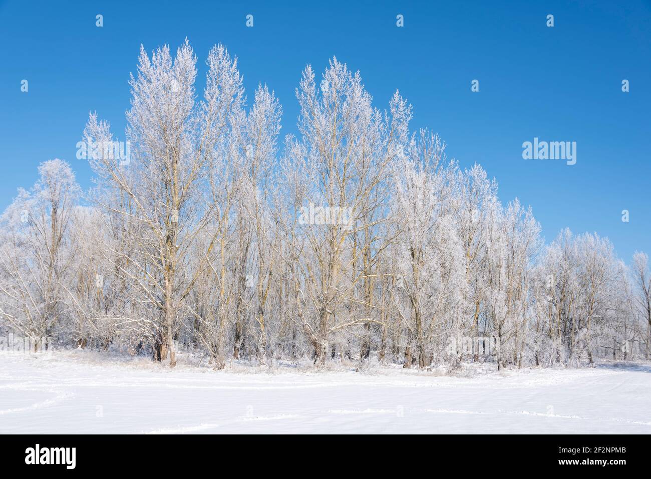 Snow-covered deciduous trees Stock Photo