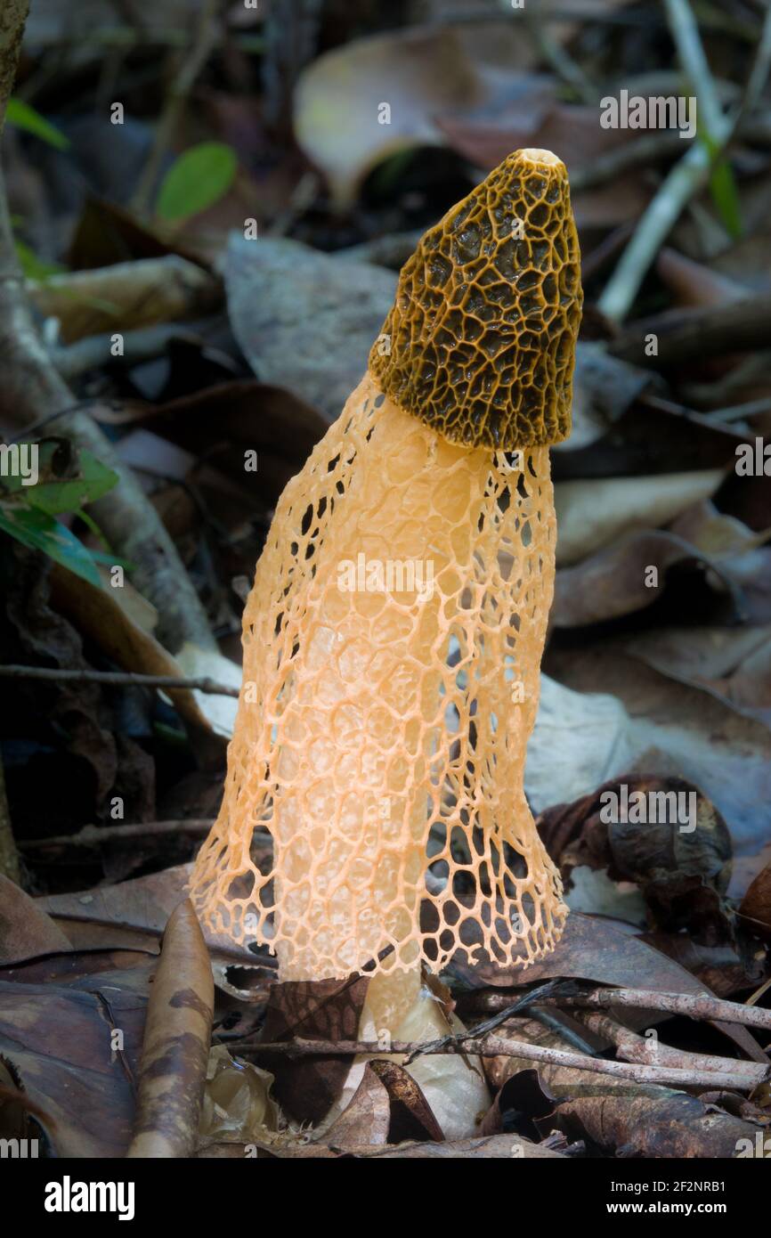Stinkhorn fungi rainforest hires stock photography and images Alamy