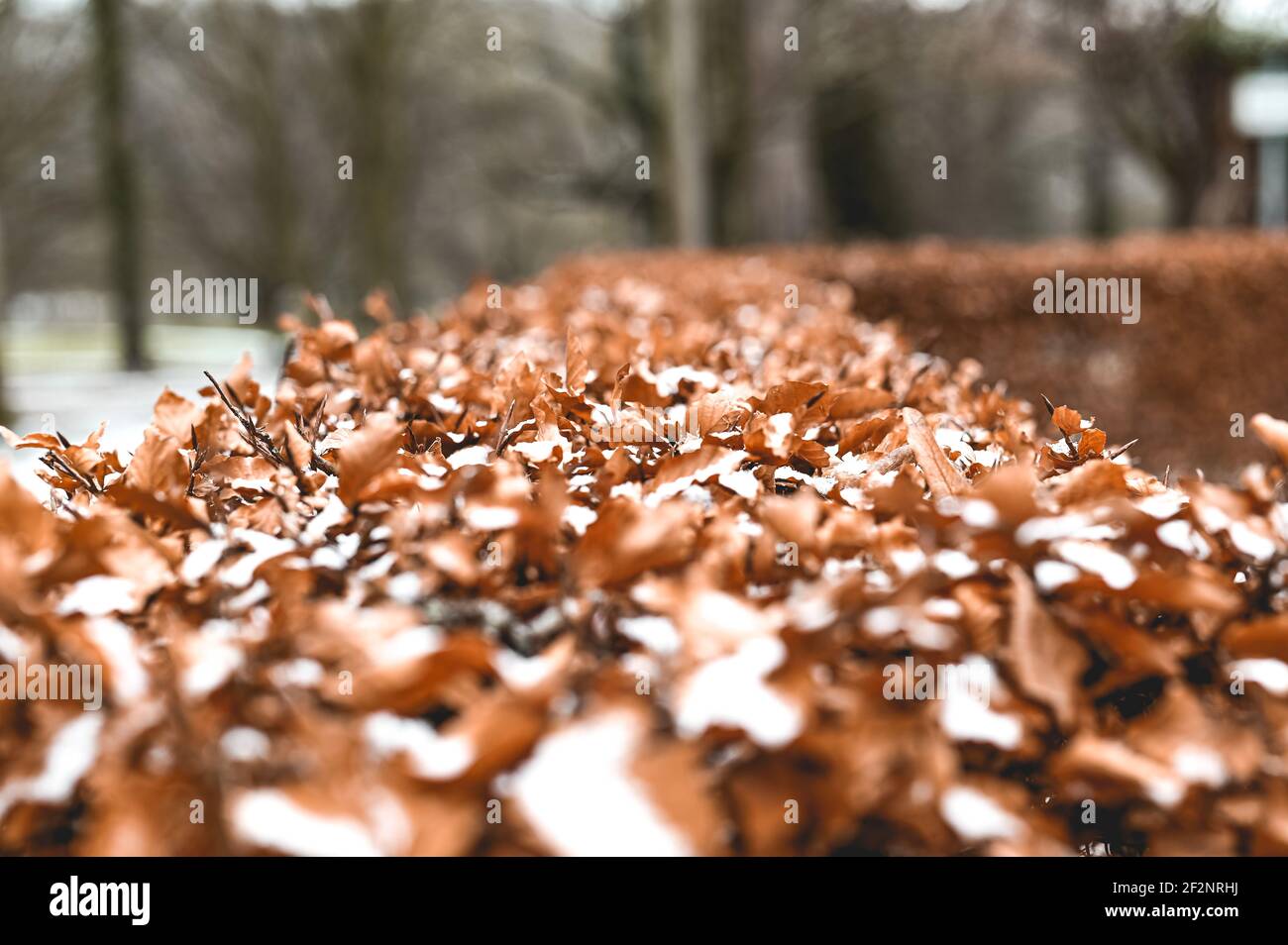 The Hinübersche garden in Hannover with snow at winter time Stock Photo