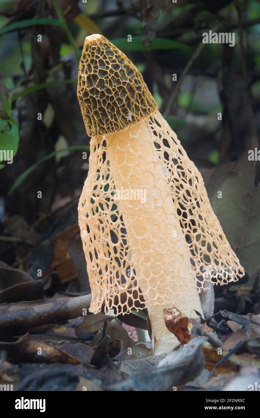 Yellow Bridal Veil (Phallus multicolor) fungi photographed amongst leaf