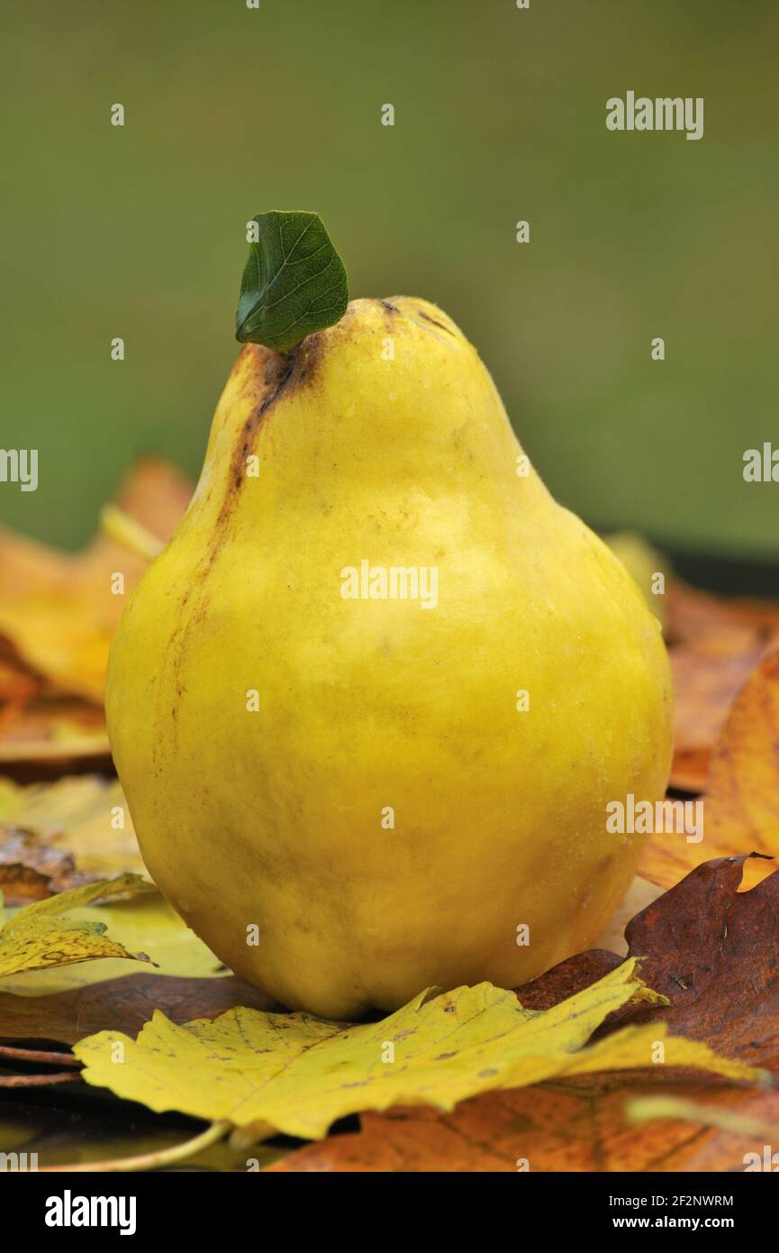 reife Quitten | ripe quinces Stock Photo