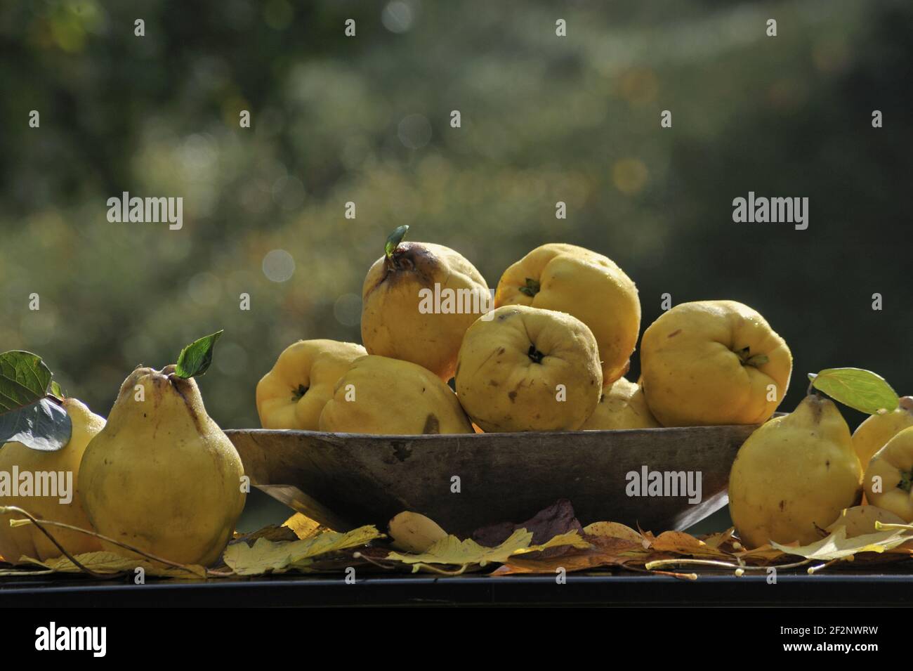 reife Quitten | ripe quinces Stock Photo