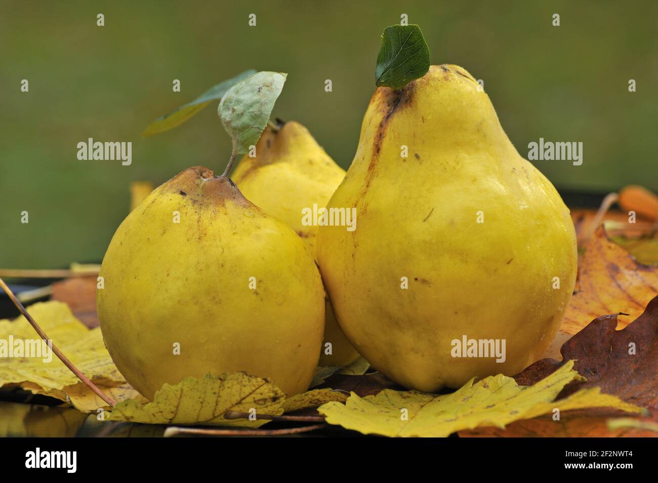 reife Quitten | ripe quinces Stock Photo