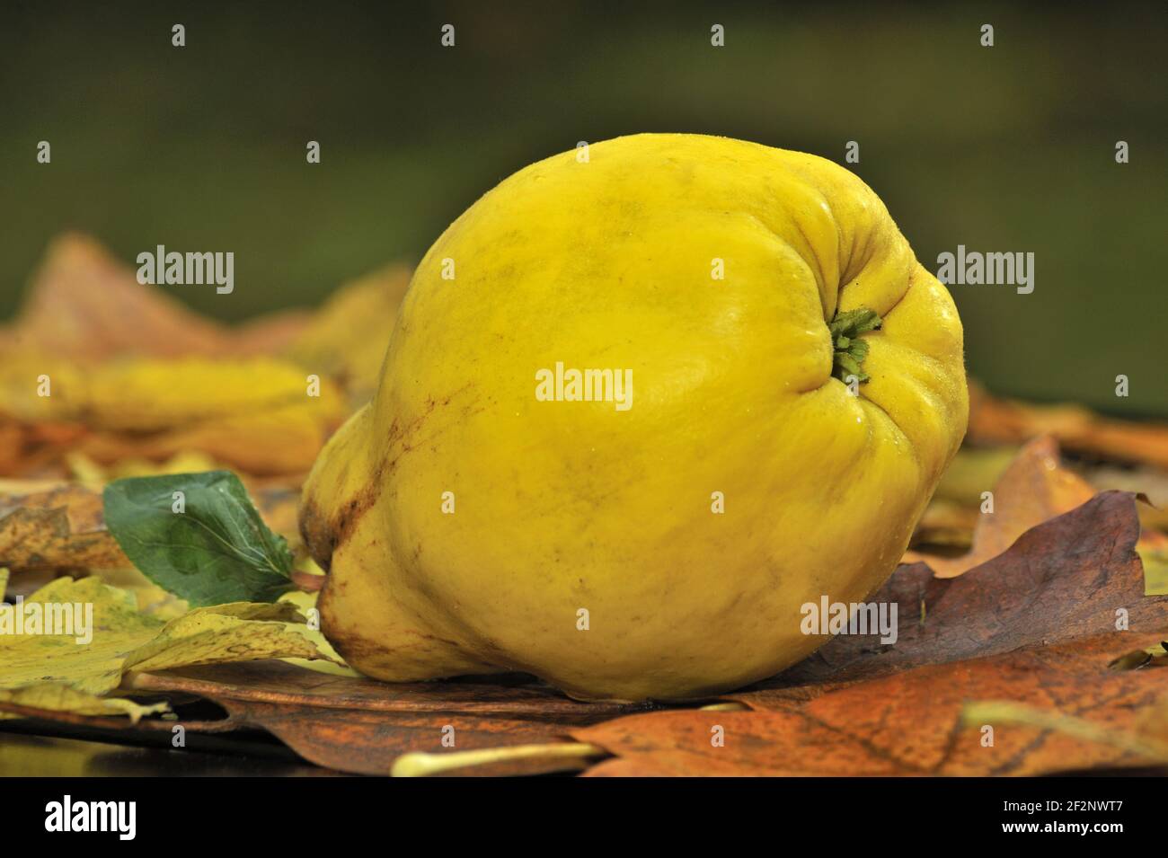 reife Quitten | ripe quinces Stock Photo