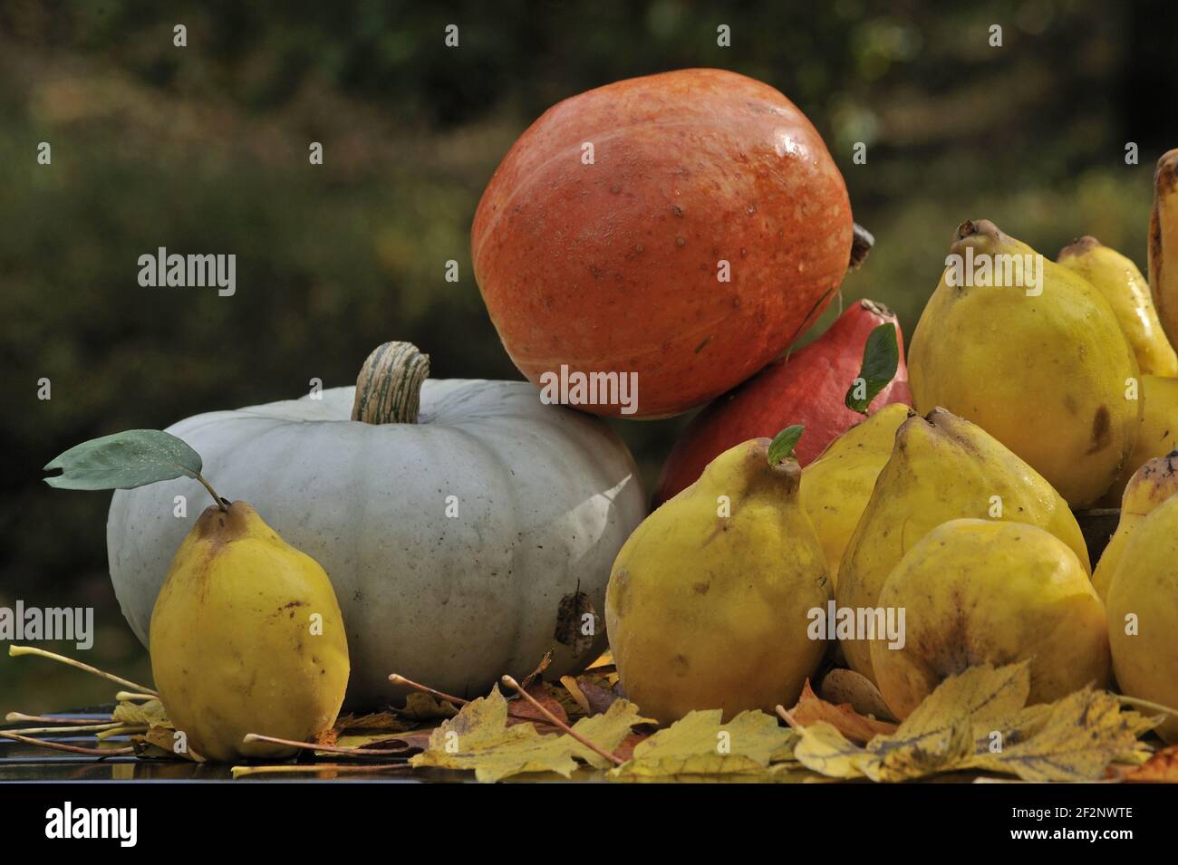 reife Quitten und Kürbisse | ripe quinces and pumpkins Stock Photo