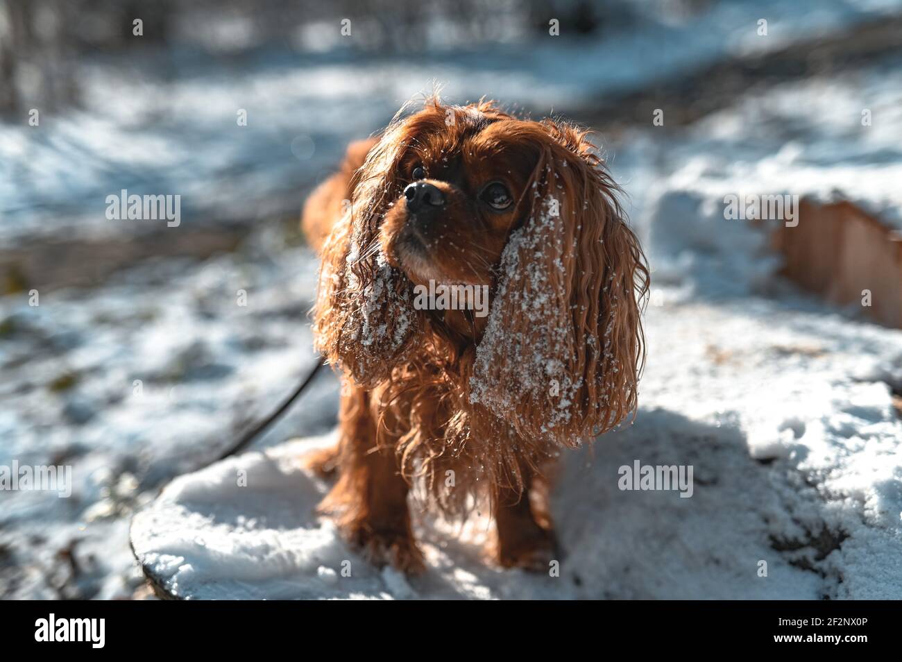 A Cavalier King Charles Spaniel with brown coat Stock Photo - Alamy