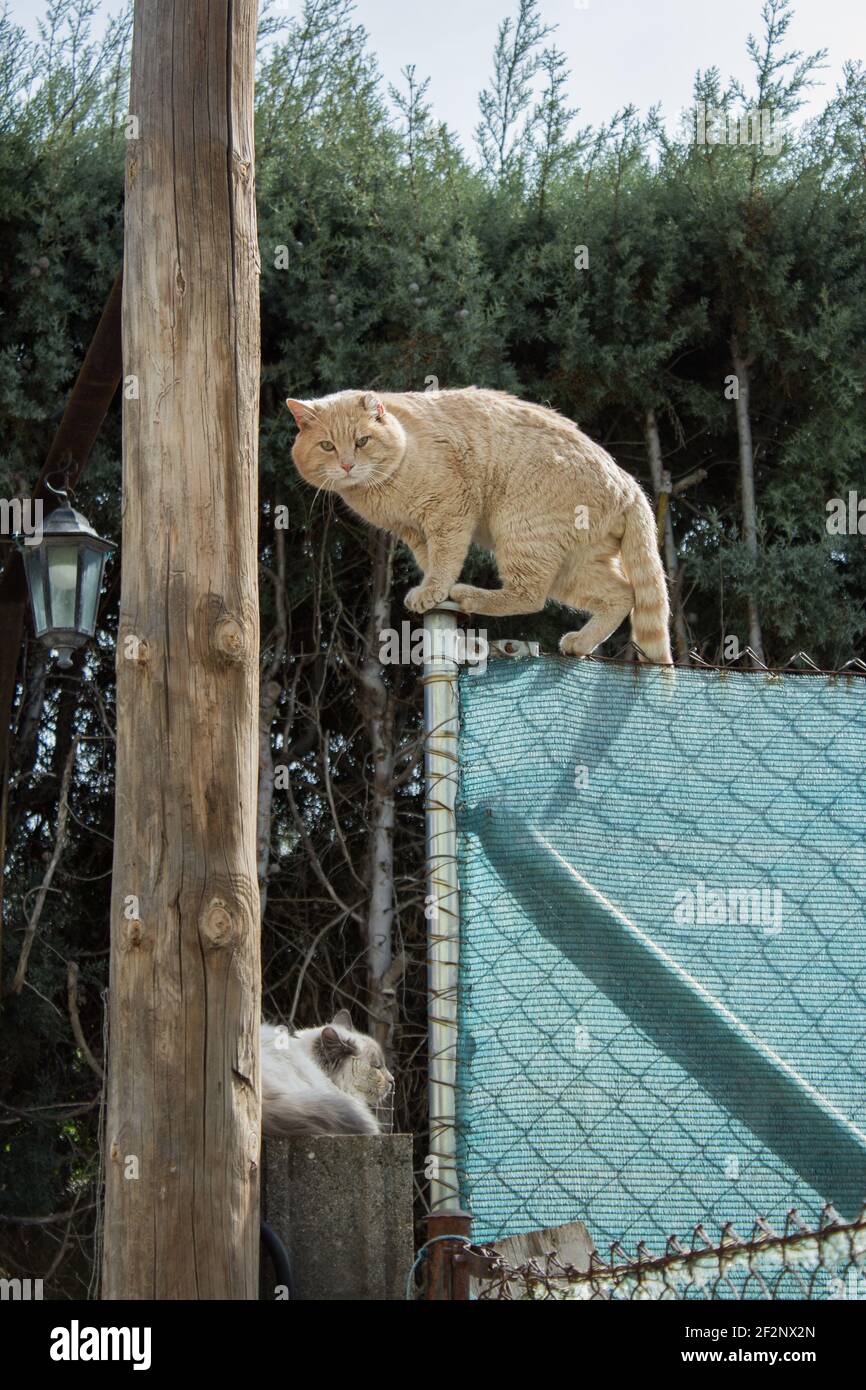 A tabby cat in heat caught red-handed on top of a wire fence about to pounce on a white kitten that rests relaxed on a wall. Love, animals, and spring Stock Photo