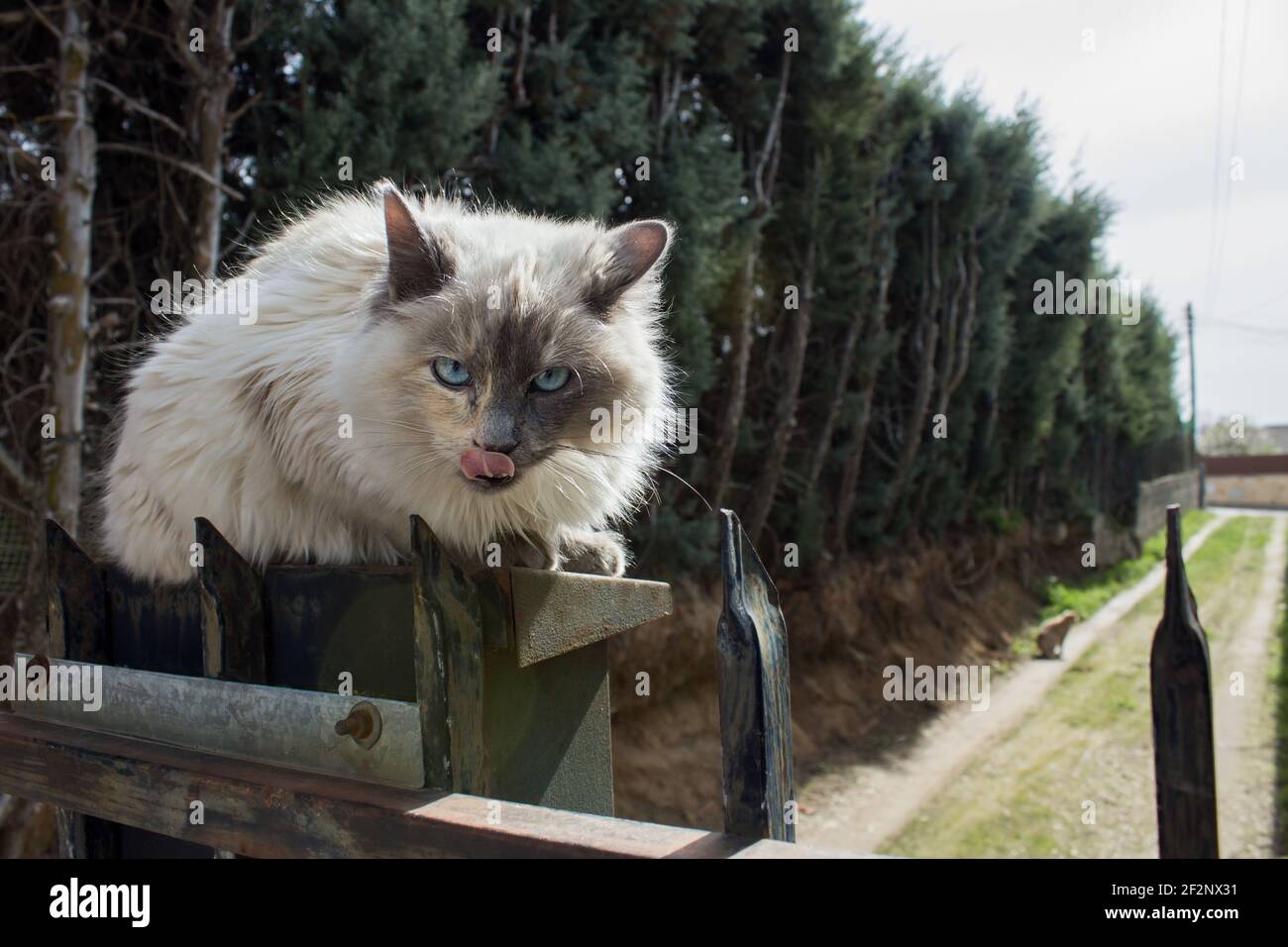 A defiantly looking cat licks his face with his tongue over a mailbox perched on top of a rusty exterior iron gate in front of a dirt road. Stock Photo