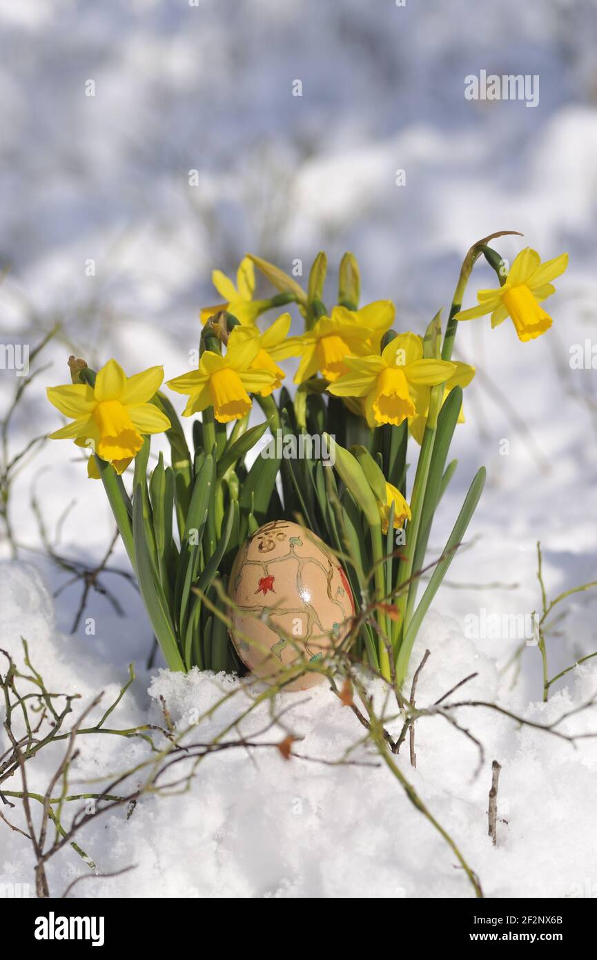 Osterglocken im Schnee mit einem Osterei | Daffodils in snow with an easter egg Stock Photo