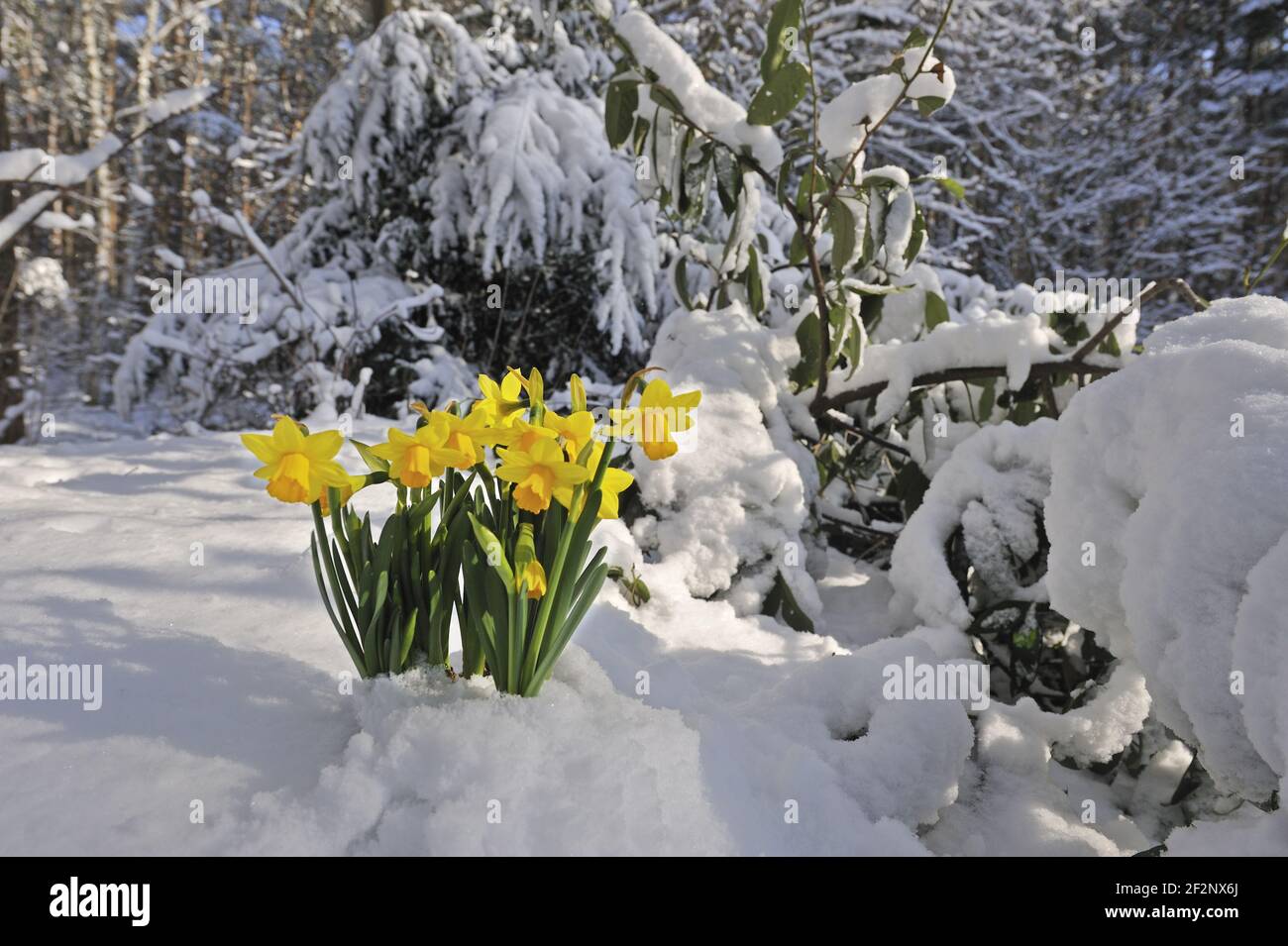 Osterglocken in einer Schneelandschaft | Daffodils in snow , Lent lily Stock Photo