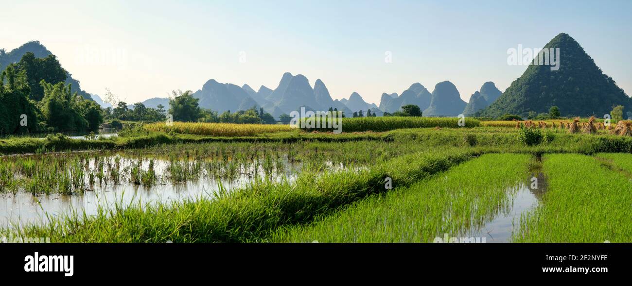 Panorama, Asia, China, Guilin, rice fields in front of karst mountains Stock Photo