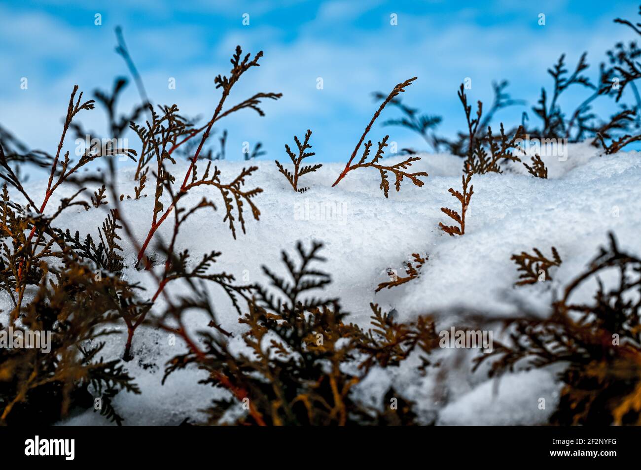 A hedge covered with snow in winter Stock Photo
