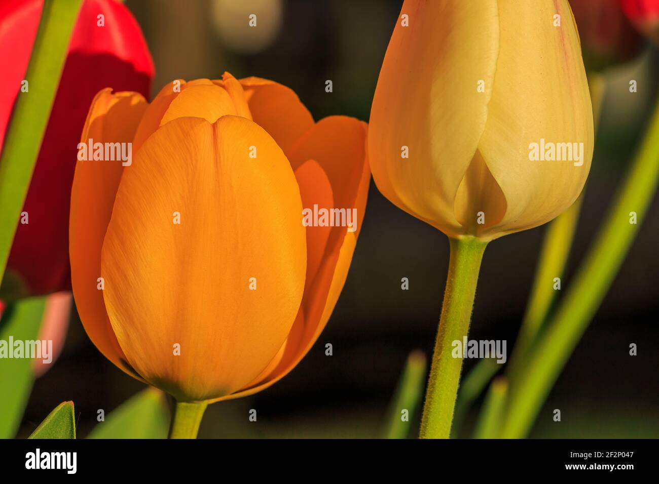 red yellow orange bloom of tulips in sunshine. Flowers in spring with a slightly open bloom. Tulips with a green stem and leaves. Petals in detail. Stock Photo