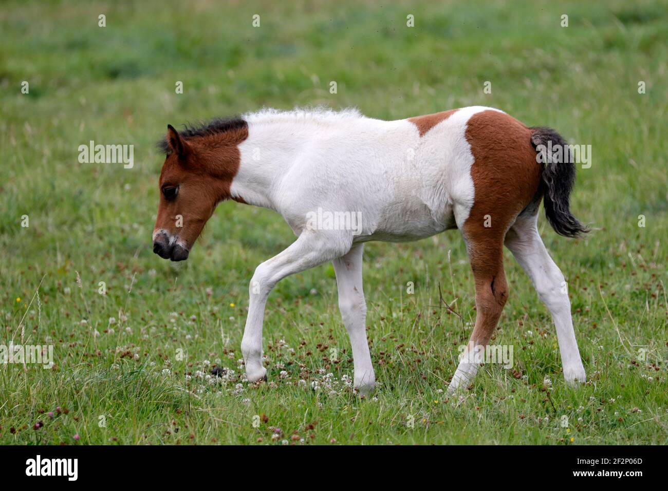 Icelandic horse, foal, Germany Stock Photo