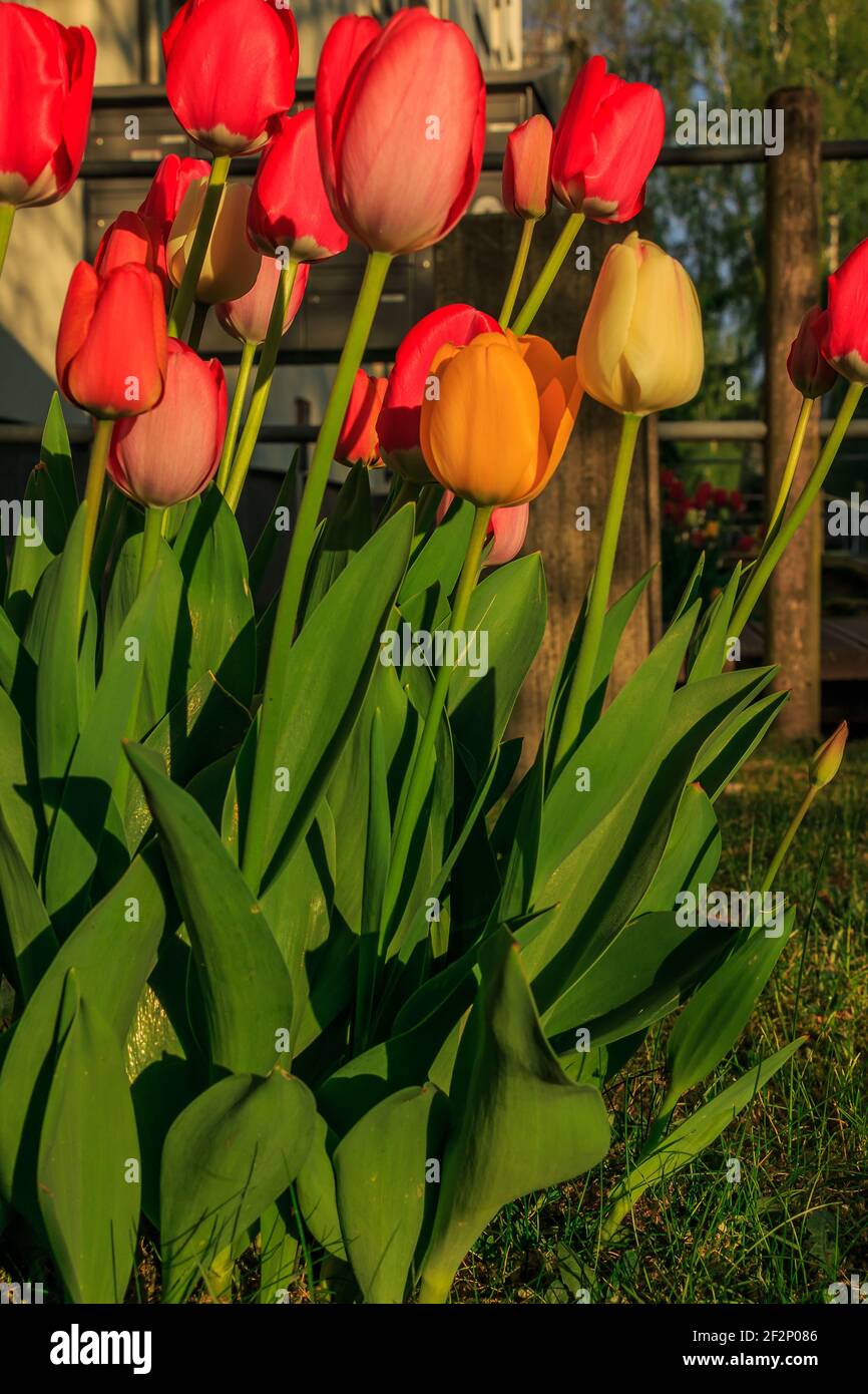 several flowers plant in the garden in front of a house. Tulips with red yellow and orange flowers. Green leaves and flower stems in the sunshine. Stock Photo