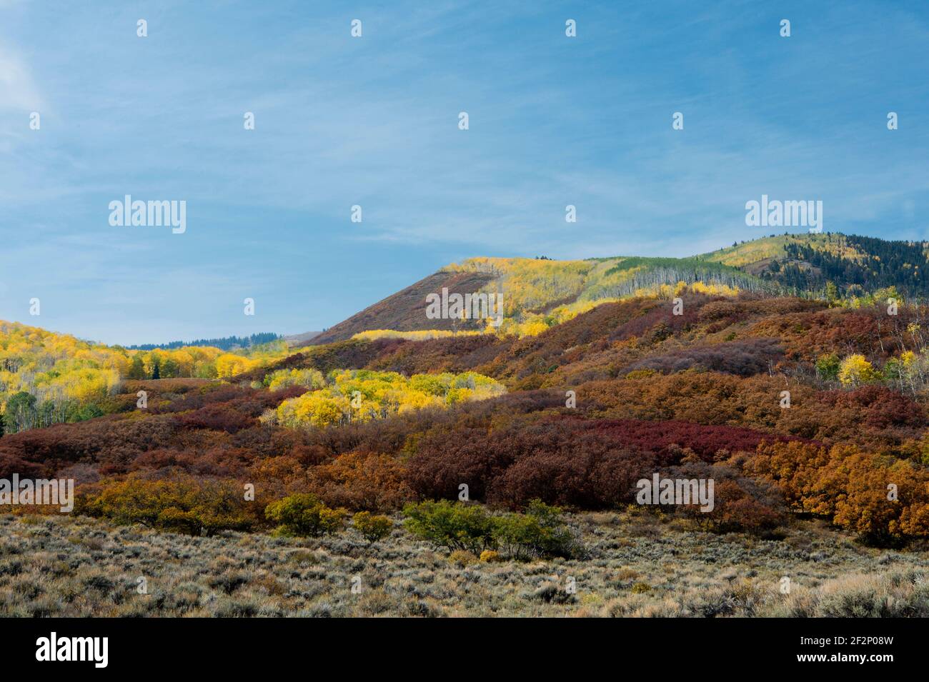 Fall color (quaking aspen and Gambel oak) in SW Colorado USA Stock Photo