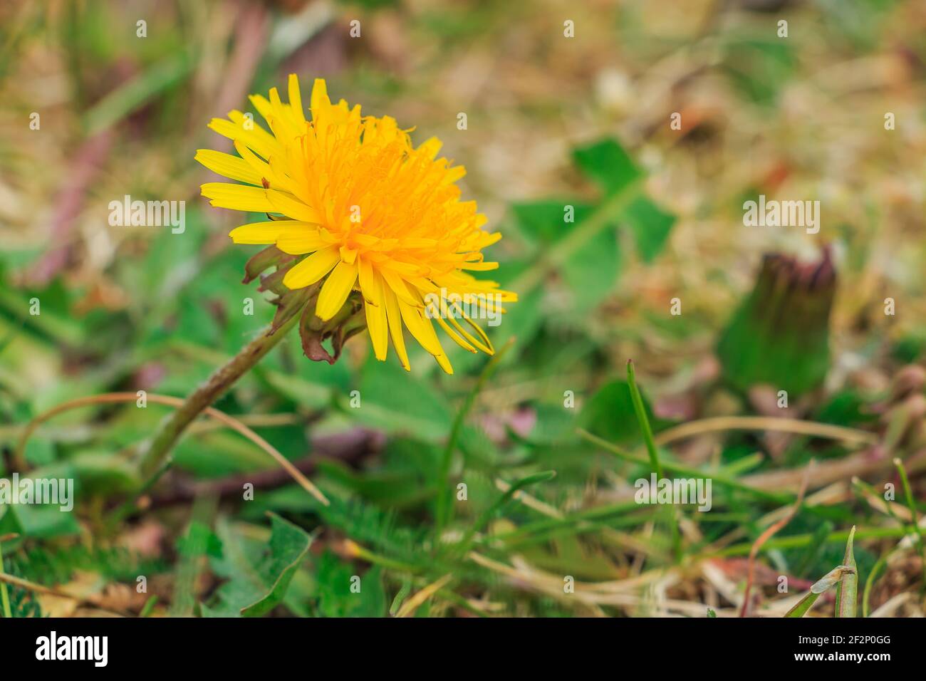 Plant dandelions on a green meadow. Single yellow flower with many petals. Green grass in spring. Aster family of the genus Taraxacum. Green serrated Stock Photo