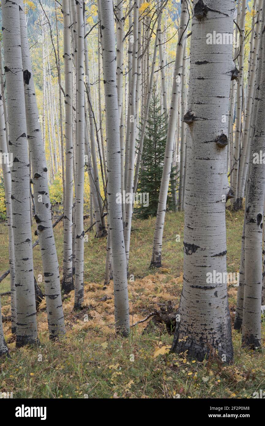 Aspen grove (Populus tremuloides) in the Uncompahgre National Forest Colorado Stock Photo