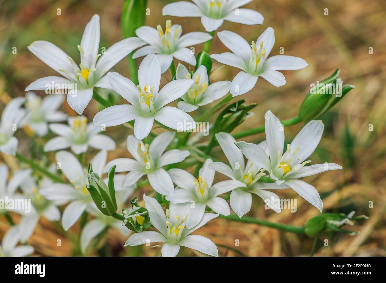 Plant umbels milk star in a meadow. Flower in spring when blooming with white petals. Open flower with petals and single closed flowers. Green leaves Stock Photo