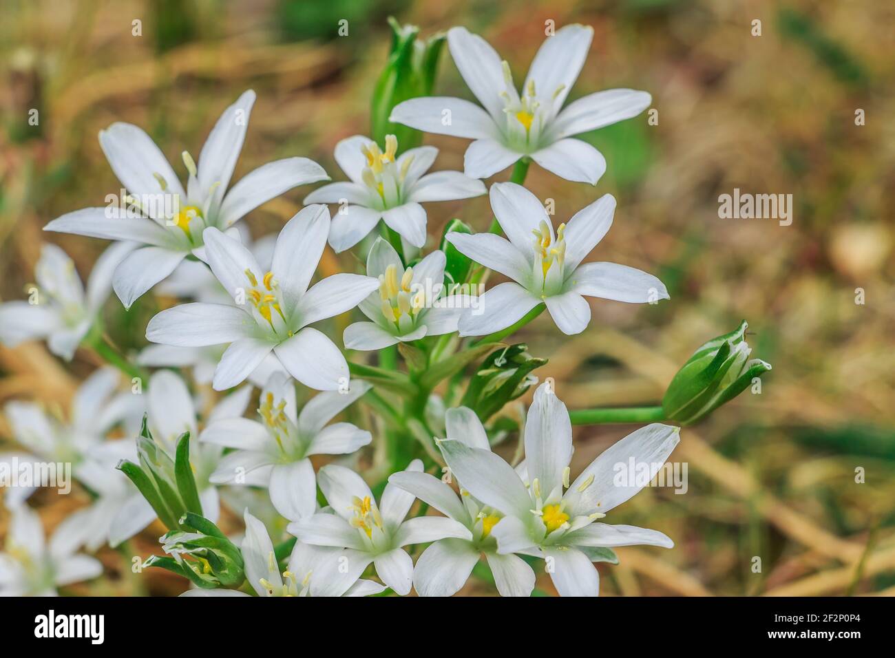 Flower umbels milk star in a meadow. Plant Star of Bethlehem in springtime when blooming with white flowers. Open flower with petals and single closed Stock Photo