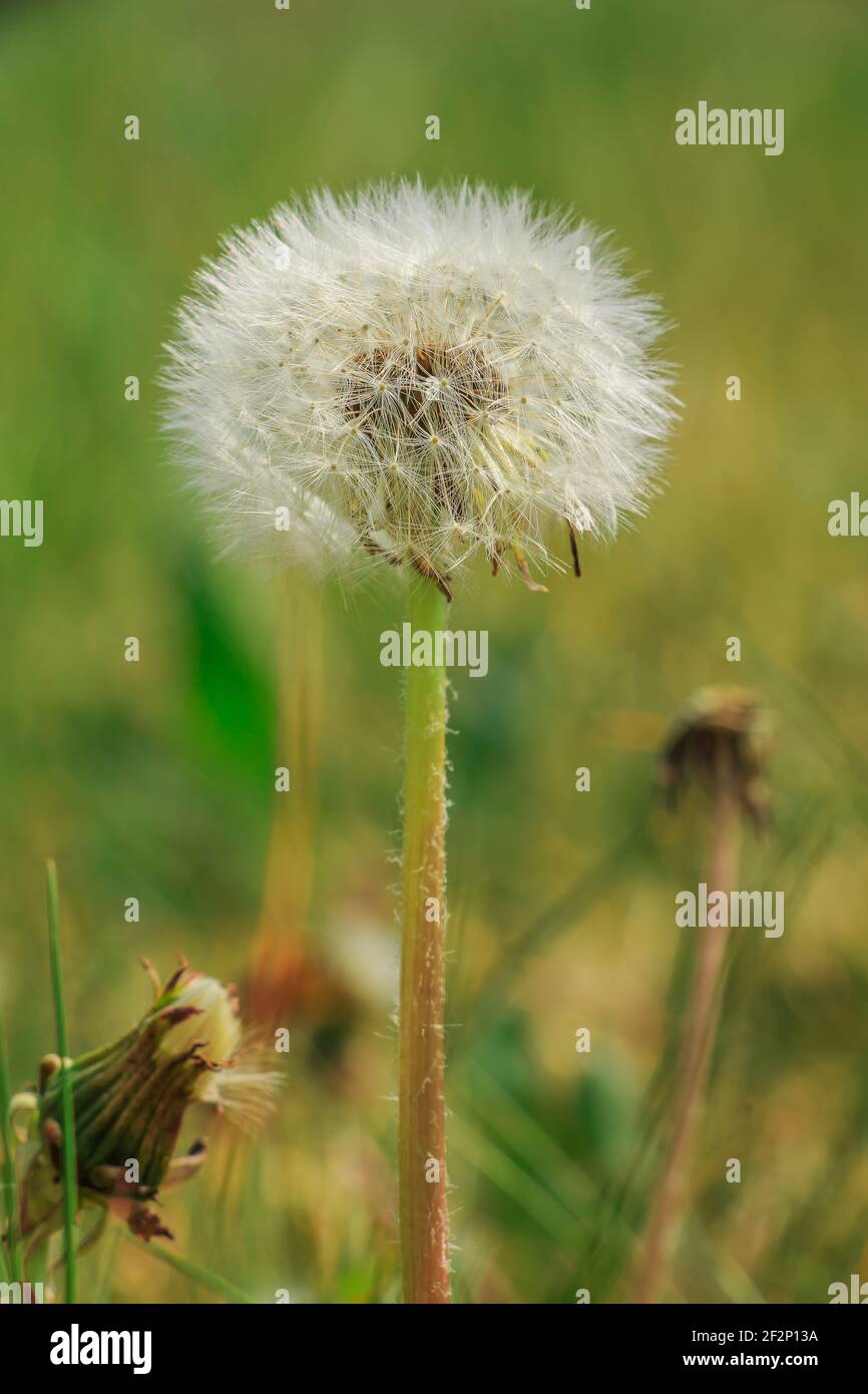 Dandelion in spring on a meadow. Flower in detail with seeds on the stem. Closed bloom from dandelions in the foreground. White fibers of the seed Stock Photo