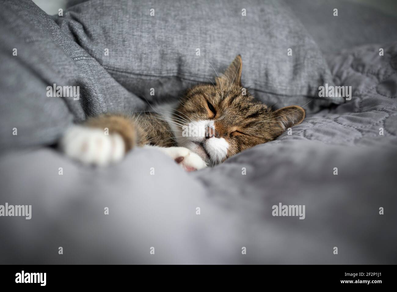 tabby white cat sleeping covered with gray cushions and copy space Stock Photo