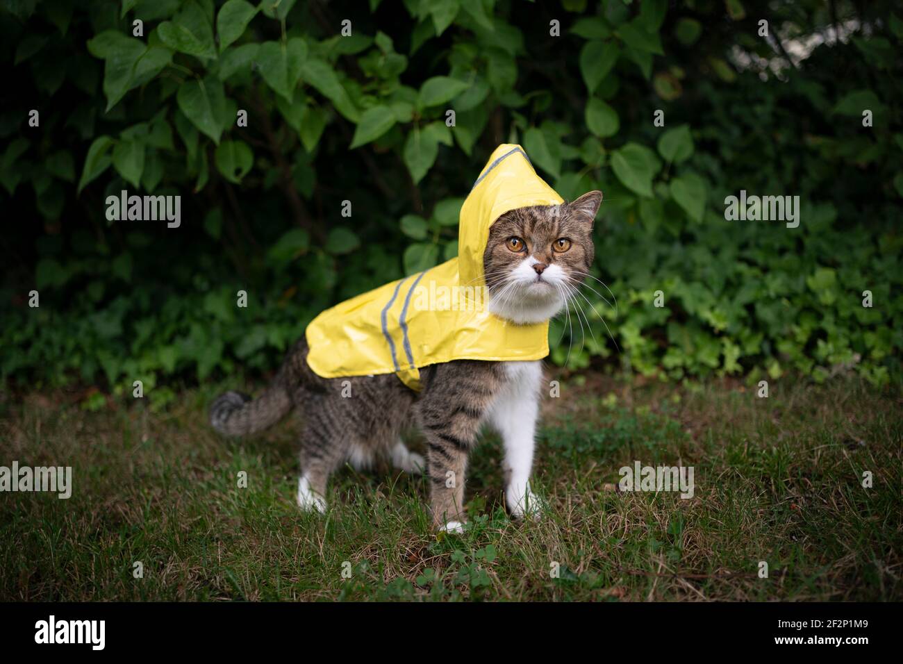 35,000+ Cat Wearing Jacket Pictures