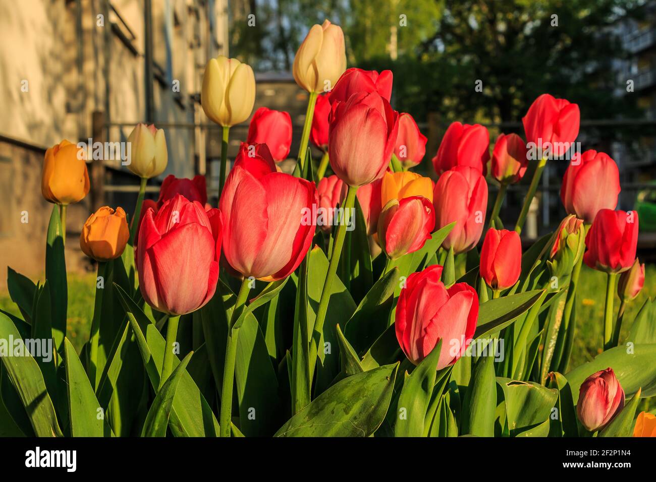 several yellow red and orange tulips in sunshine. Slightly opened flowers in the front yard of a house in spring. Green petals and flower stems. Stock Photo