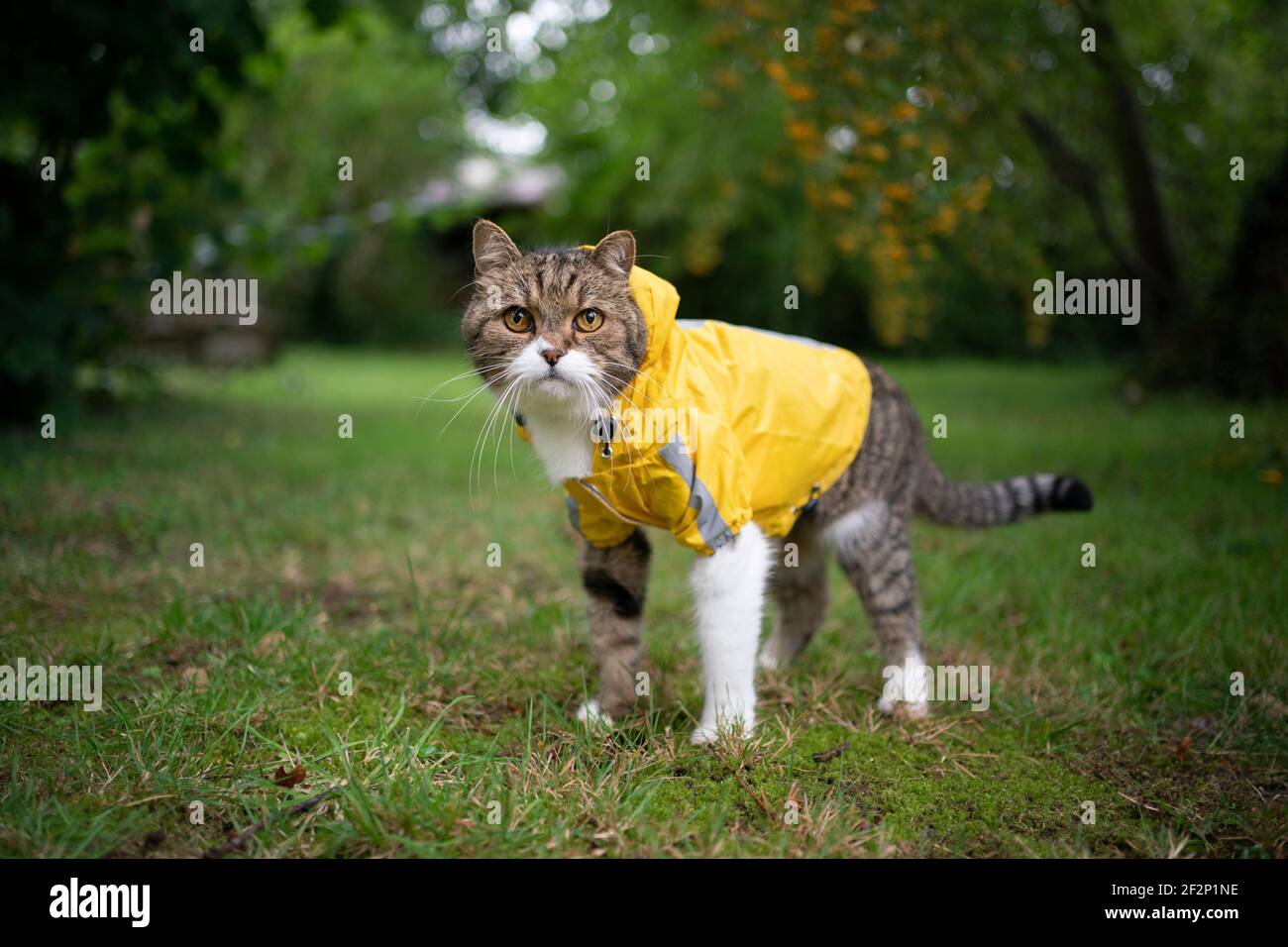 Cat rain coat hi-res stock photography and images - Alamy