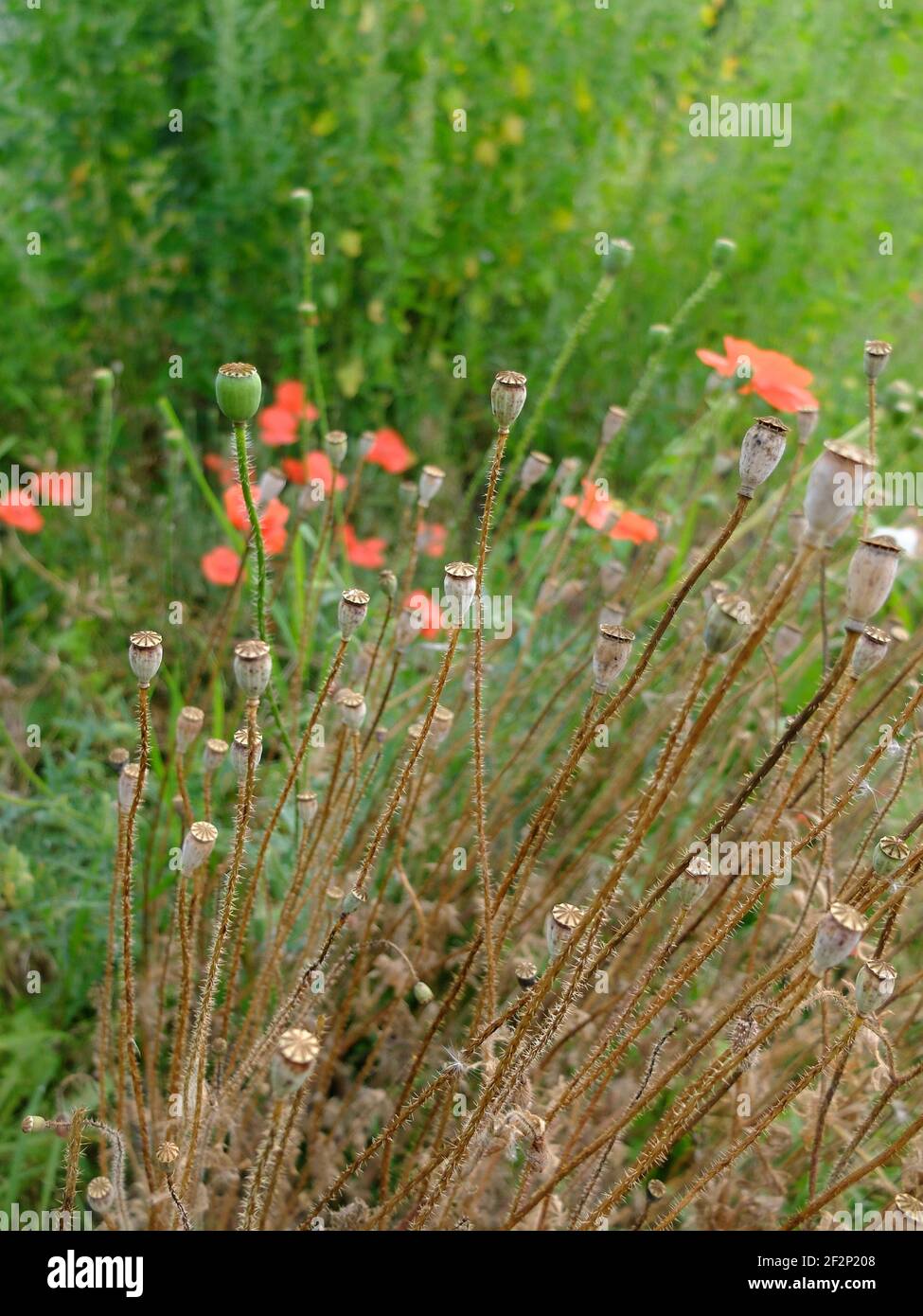 Red corn poppy (Papaver rhoeas), flower and dry seed pods Stock Photo -  Alamy