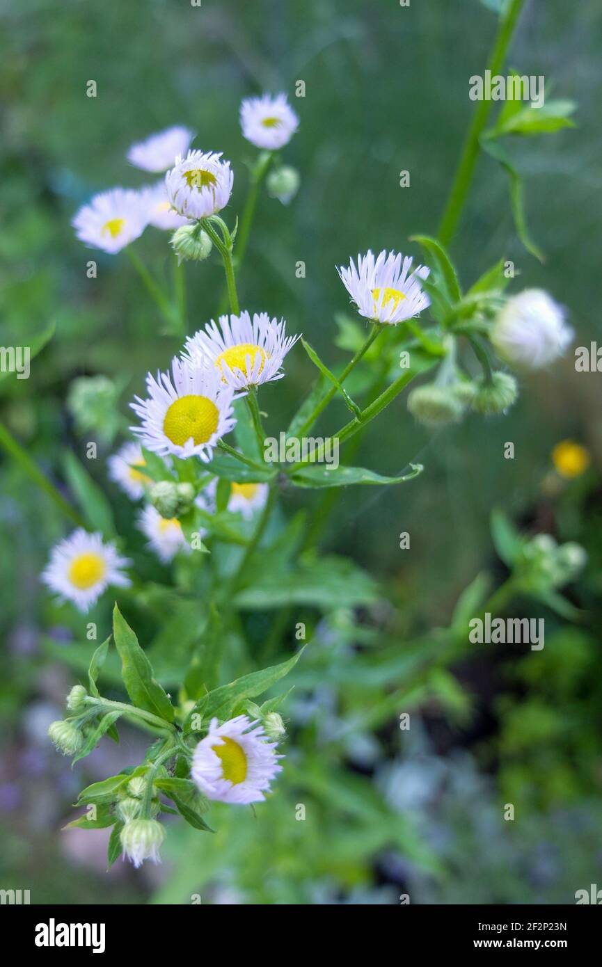 The willow-leaved aster (Symphyotrichum salignum) in flower Stock Photo