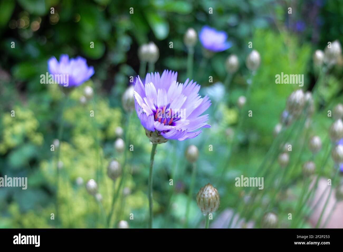 The blue rattle (Catananche caerulea) in flower Stock Photo