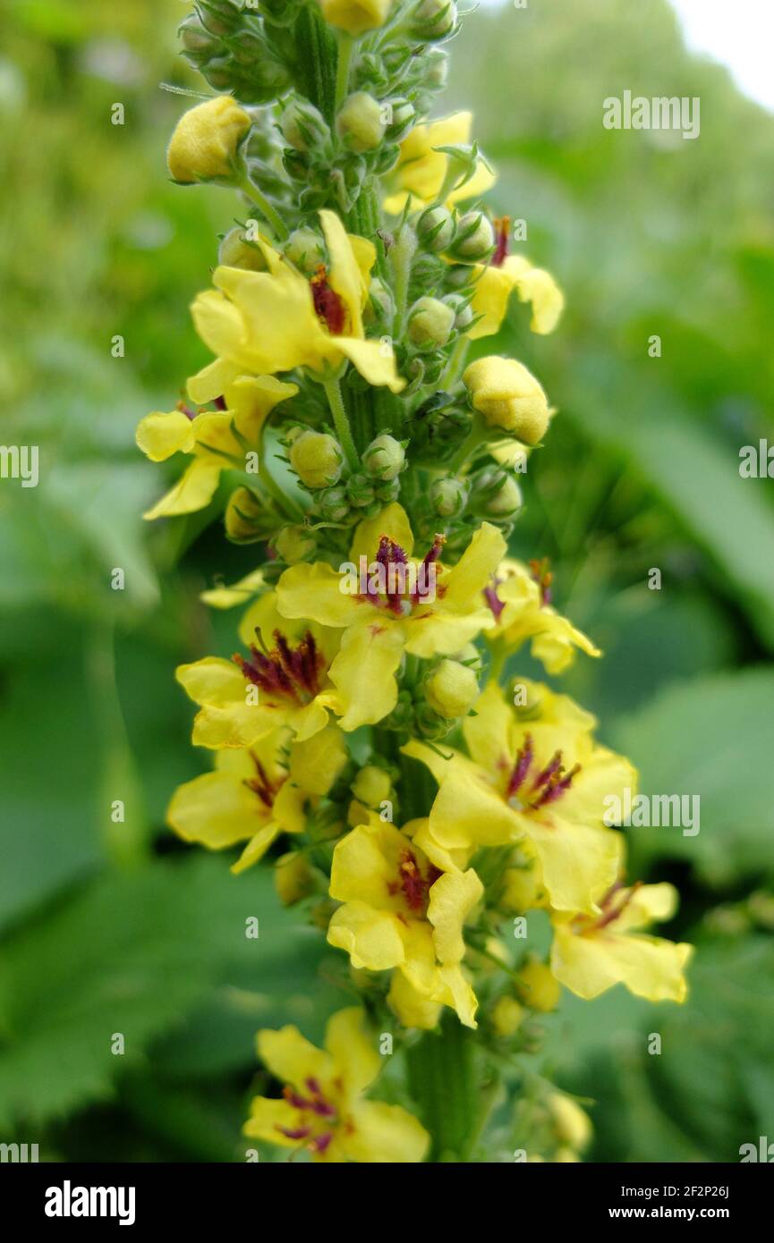Black Mullein (Verbascum nigrum) in flower Stock Photo
