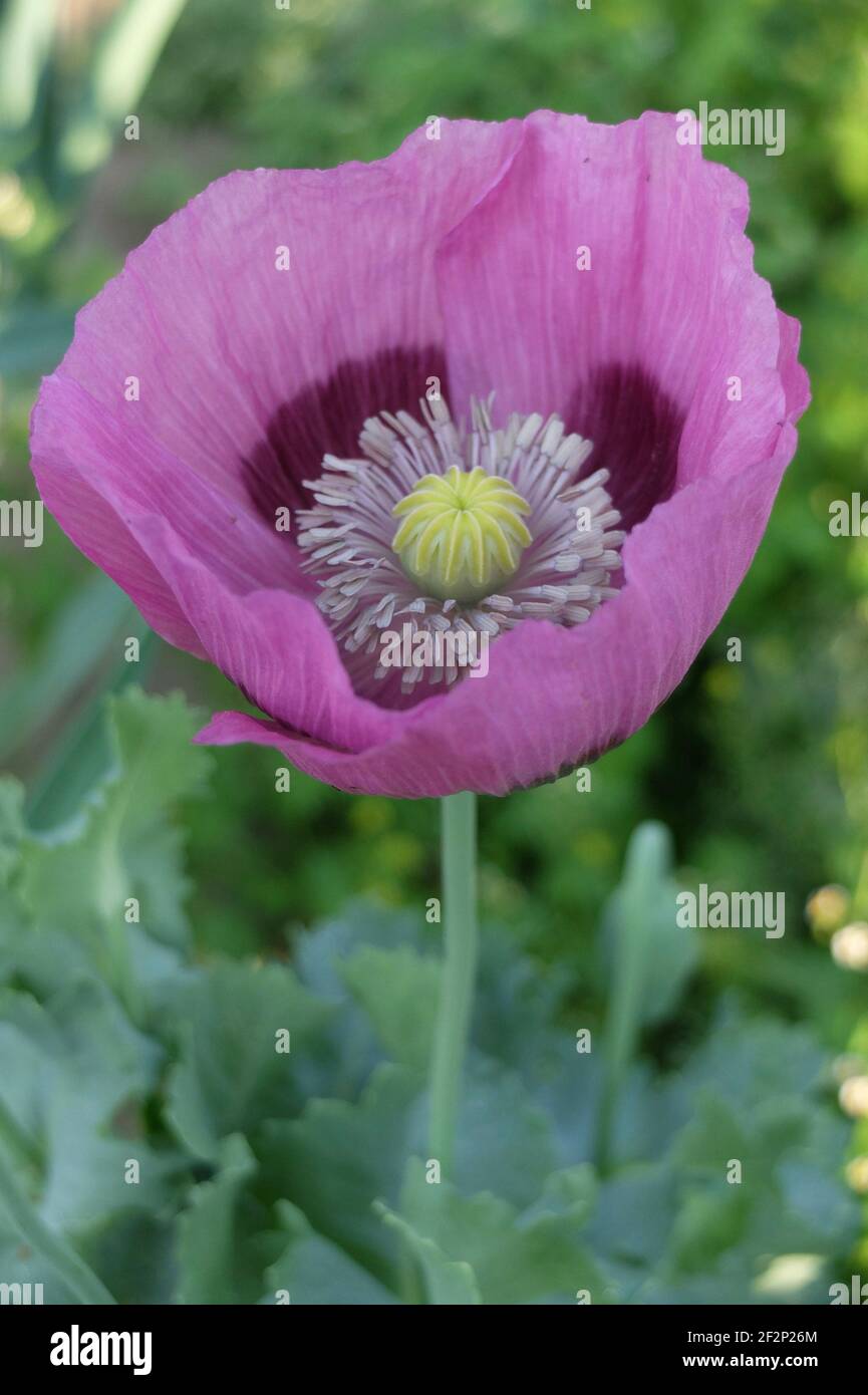 Papaver somniferum pink hi-res stock photography and images - Alamy