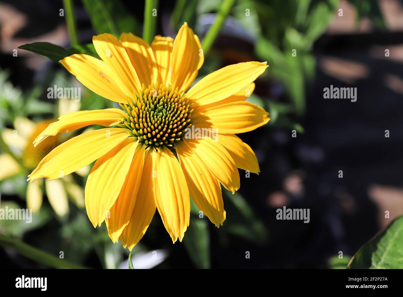 Macro of coneflowers in full bloom during later summer Stock Photo Alamy