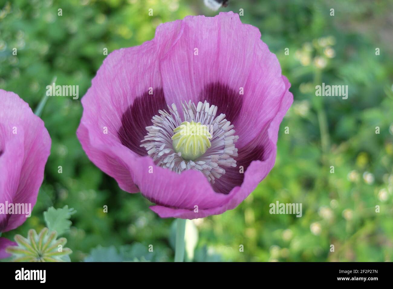 Papaver somniferum pink hi-res stock photography and images - Alamy