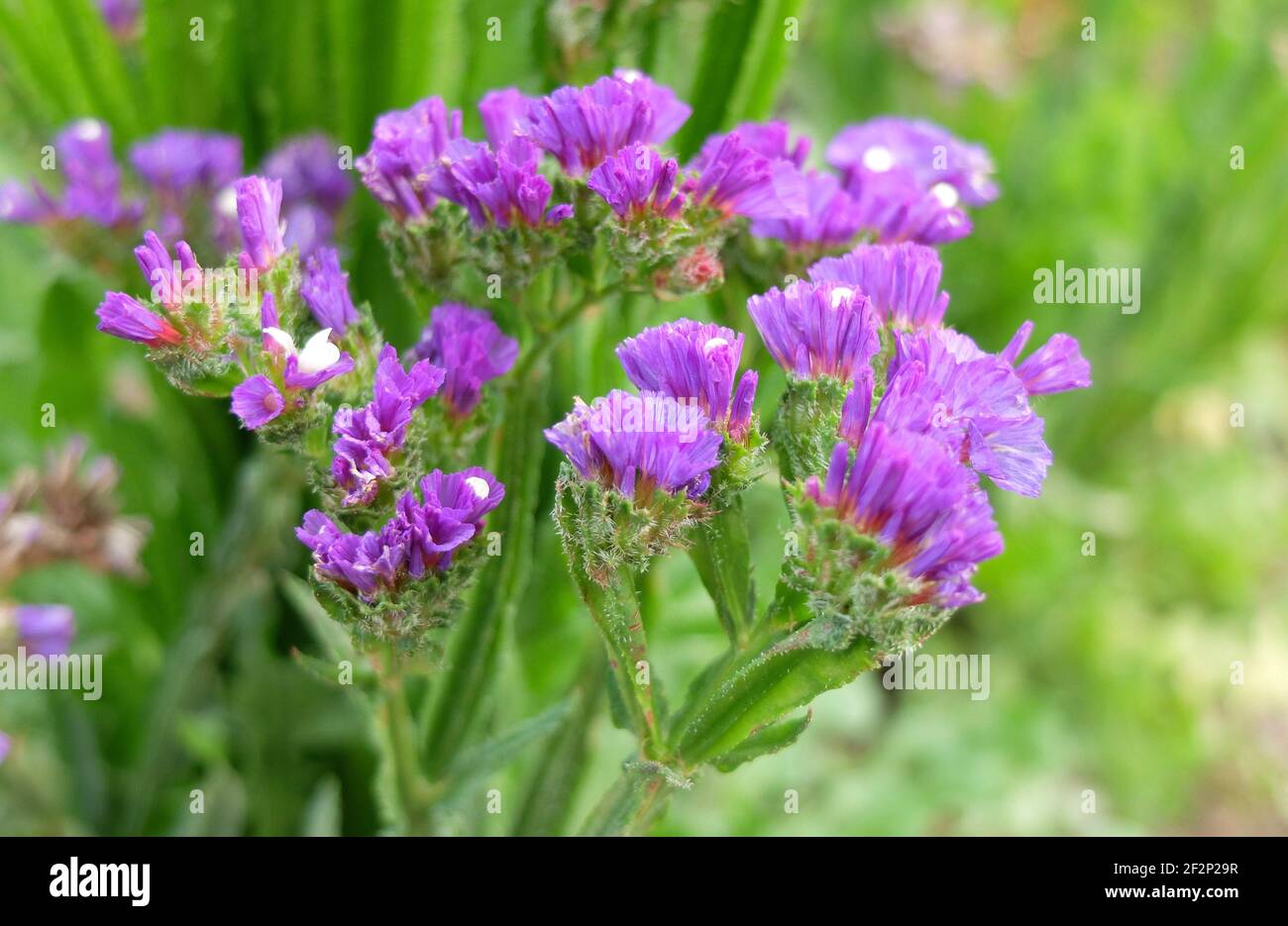 Winged sea lavender (Limonium sinuatum) in flower Stock Photo