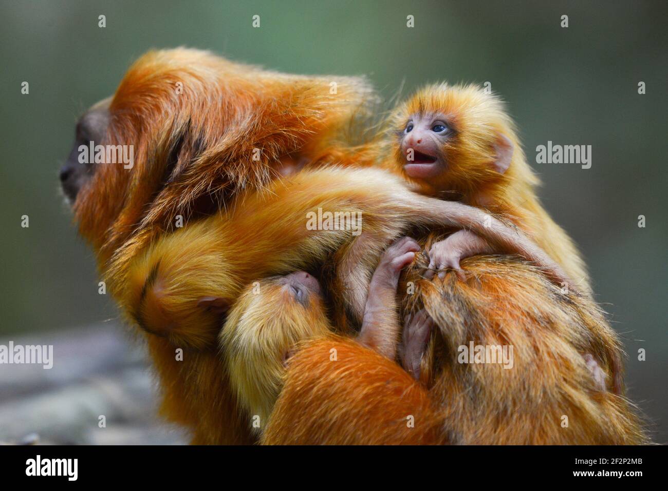 Golden Lion Tamarin Baby High Resolution Stock Photography And Images Alamy