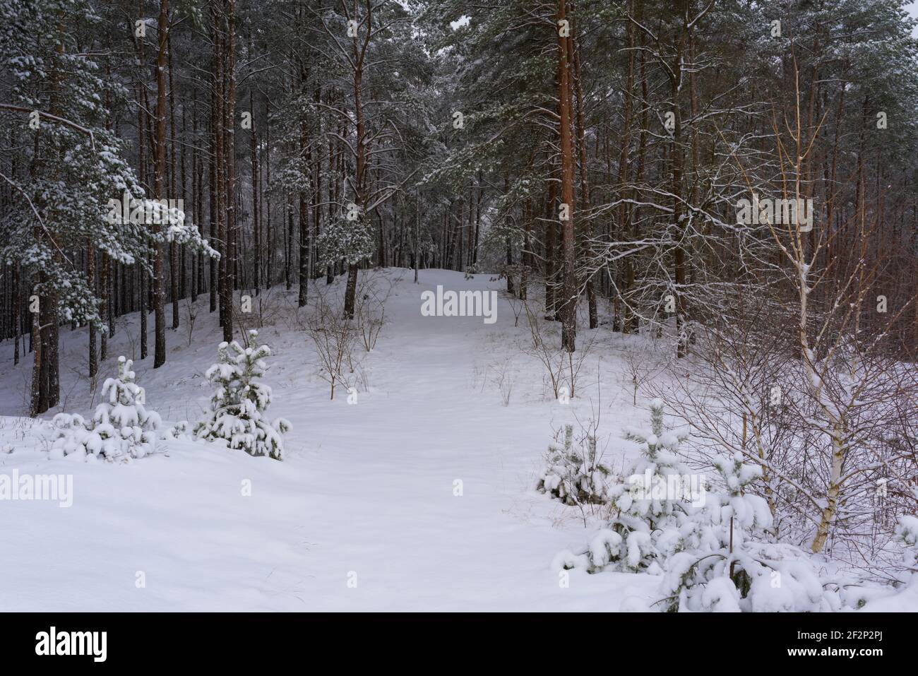 Forest trail in winter in Germany with snow, no footprints of people in the snow in the early morning Stock Photo