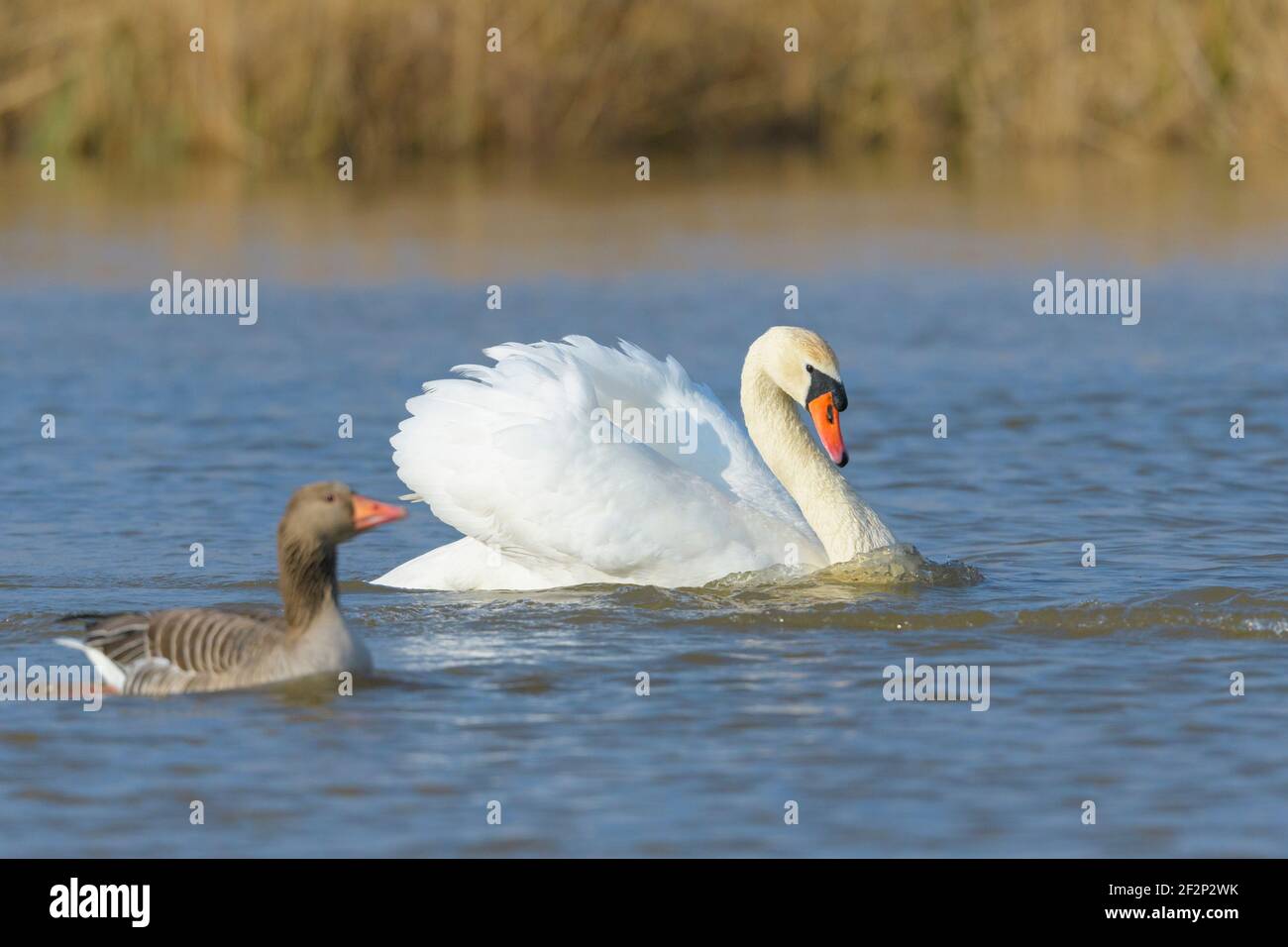 Mute swan (Cygnus olor) and greylag goose on a lake, March, Hesse Stock Photo