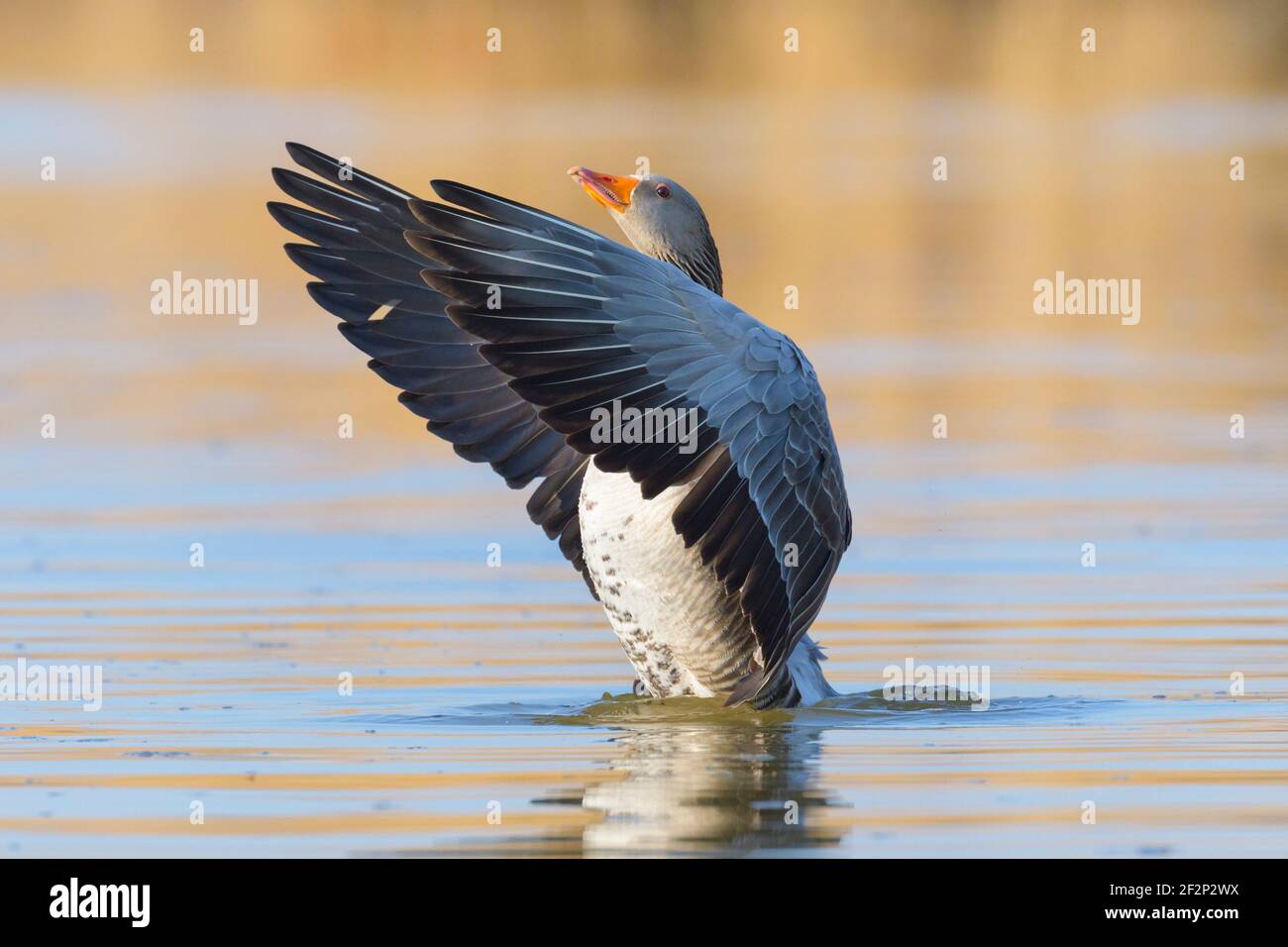 Greylag goose (Anser anser), March, Hesse, Germany Stock Photo