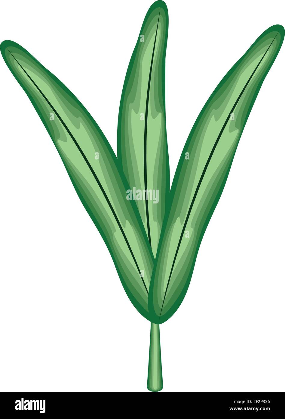leaves foliage nature vegetation isolated Stock Vector Image & Art - Alamy