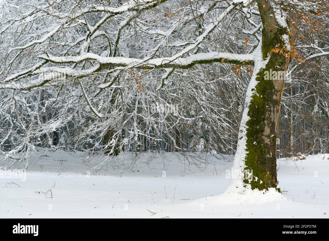Snow-covered beech trees in winter, January, Odenwald, Hesse, Germany Stock Photo