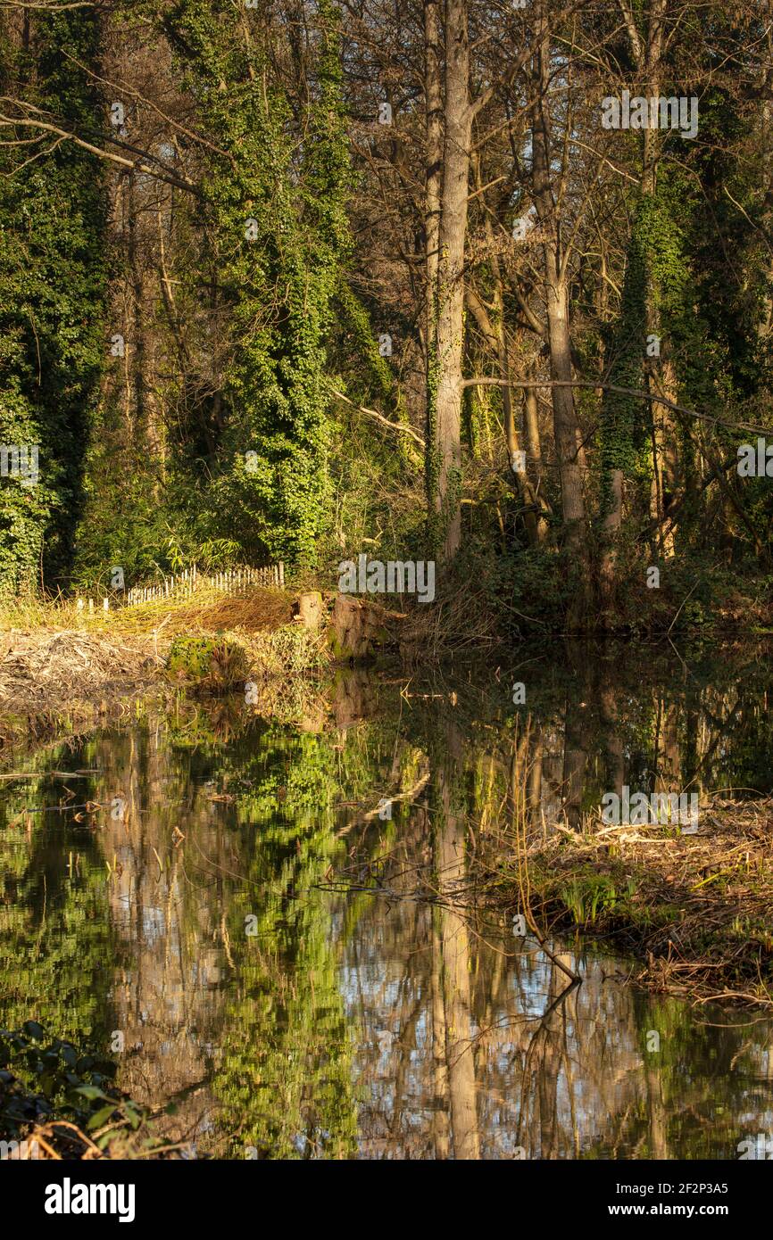 Tree skeletons in the water hi-res stock photography and images - Alamy