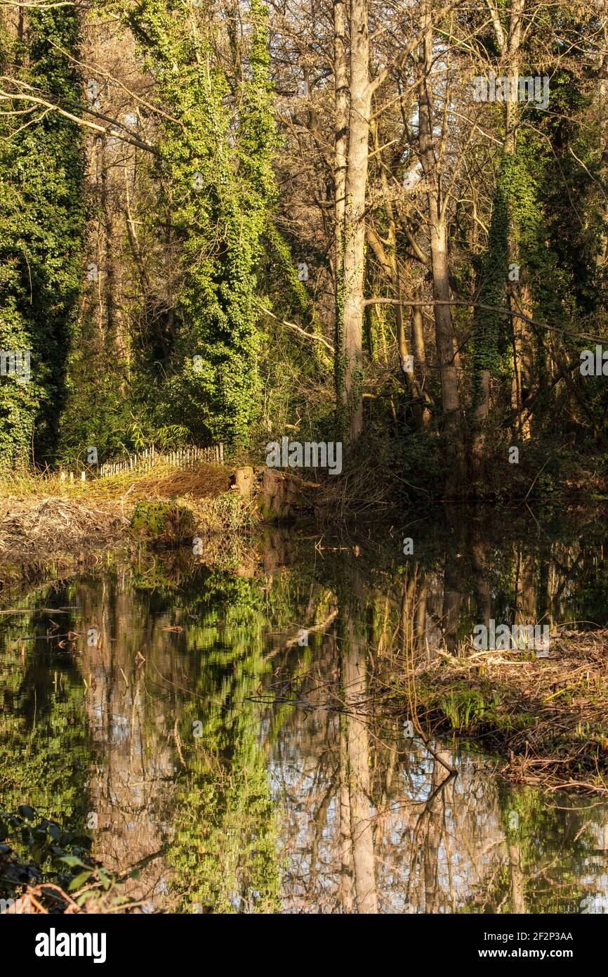 Tree skeletons in the water hi-res stock photography and images - Alamy