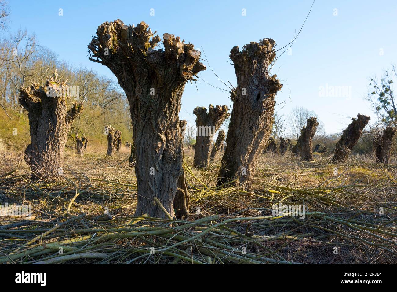 Pollard willows after pruning in spring, March, Hesse, Germany Stock Photo