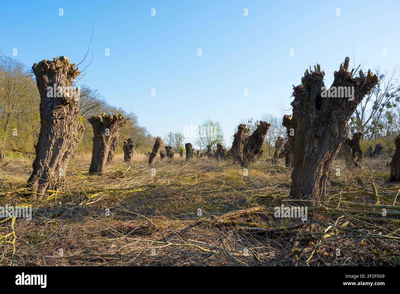 Pollard willows after pruning in spring, March, Hesse, Germany Stock Photo