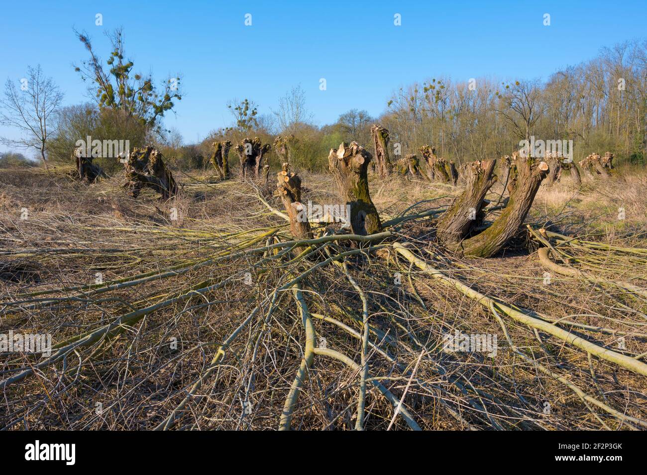 Pollard willows after pruning in spring, March, Hesse, Germany Stock Photo