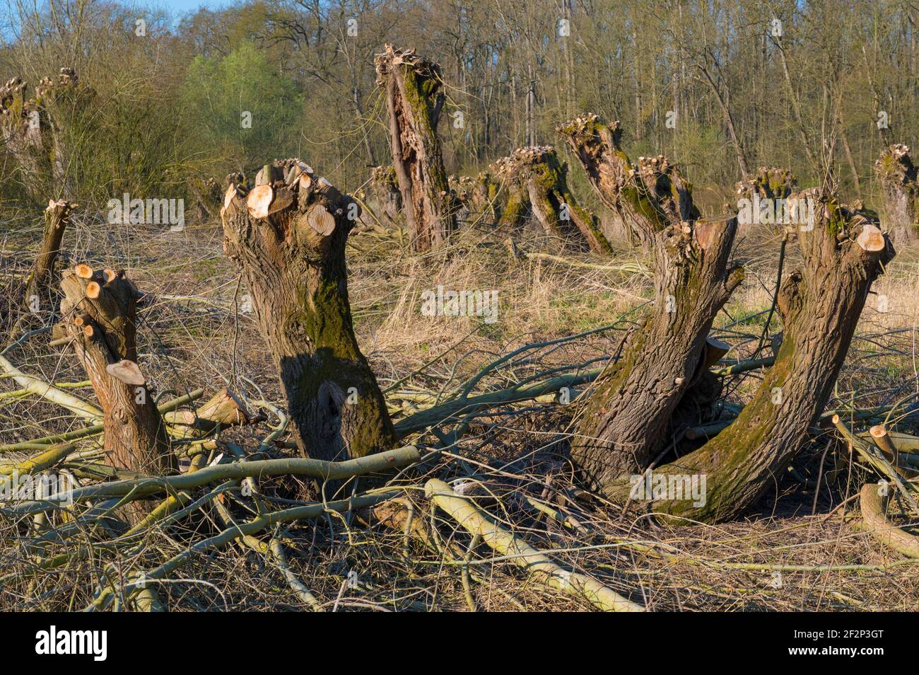 Pollard willows after pruning in spring, March, Hesse, Germany Stock Photo