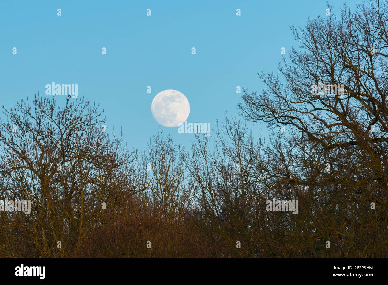 Trees and full moon, February, Hessen, Germany Stock Photo